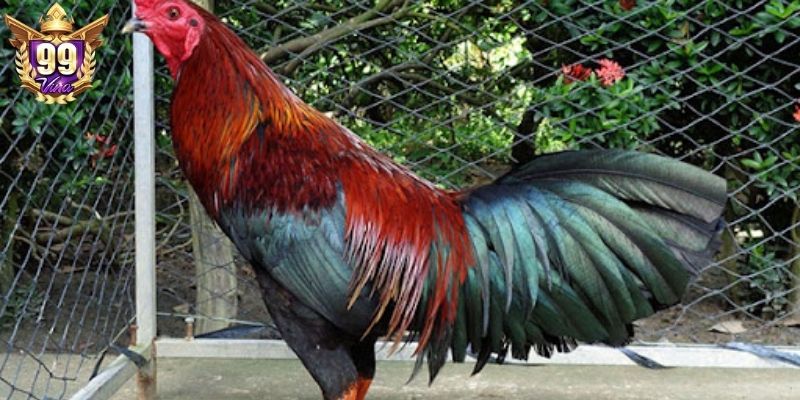 Gà ngũ sắc chân xanh mang lại năng lượng phong thủy tốt Gà ngũ sắc chân xanh mang lại năng lượng phong thủy tốt