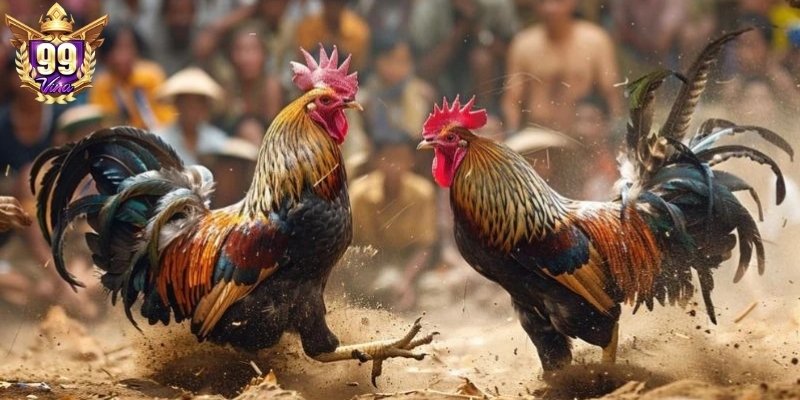 Tập hợp những thông tin cần thiết về đá gà trực tiếp C1 Tập hợp những thông tin cần thiết về đá gà trực tiếp C1