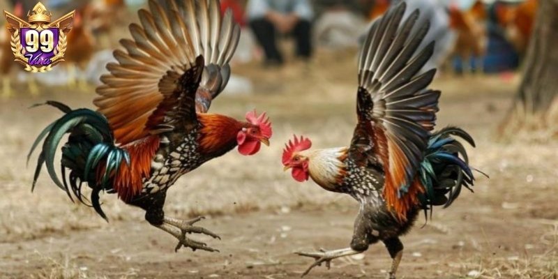 Vốn cược cần được quản lý một cách khoa học, có chiến lược Vốn cược cần được quản lý một cách khoa học, có chiến lược